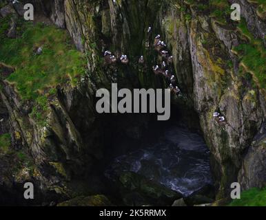 Möwen brüten auf einer felsigen Klippe auf Howth Island, Irland Stockfoto