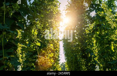 Grünes Hopfen-Feld. Ausgewachsene Hopfenbinen. Hopfenfeld in Bayern Deutschland. Hopfen ist Hauptzutaten bei der Bierherstellung Stockfoto