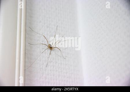 Eine Nahaufnahme einer langbeinige Spinne von Dad an einer weißen Wand mit unscharfer Hintergrundfarbe Stockfoto