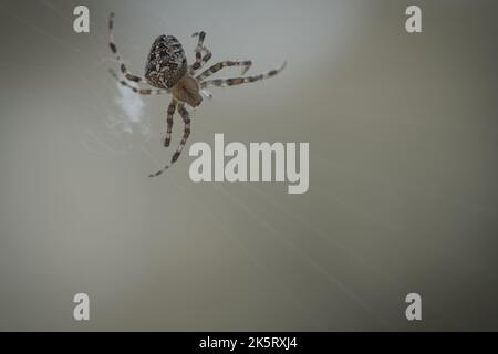 Kreuzen Sie die Spinne in einem Spinnennetz, lauern Sie nach Beute. Unscharfer Hintergrund. Ein nützlicher Jäger unter Insekten. Arachnid. Tierfoto aus der Wildnis. Stockfoto