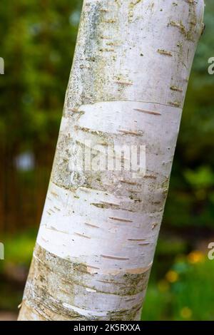 Nahaufnahme eines Baumstamms: Himalaya-Birke (Betula utilis var. Jacquemontii) in RHS Rosemoor, Devon, Großbritannien Stockfoto