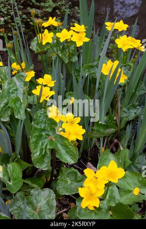 Leuchtend gelbe Marsh Marigold (Caltha palustris) im Stream Garden und Rock Gully, RHS Rosemoor, Devon, Großbritannien Stockfoto