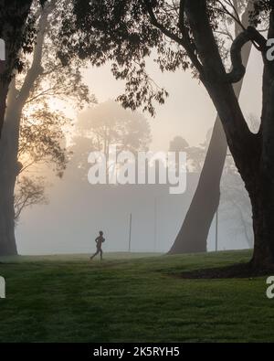 Frau, die im Nebel zwischen großen Bäumen läuft, Vertikales Format. Stockfoto
