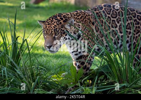 Jaguar zieht durch langes Gras. Panthera Onca. Stockfoto