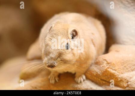 Der gewöhnliche gundi - Ctenodactylus gundi - ist eine Nagetierart aus der Familie der Ctenodactylidae. Es ist in Algerien, Libyen, Marokko und Tunesien zu finden. Stockfoto