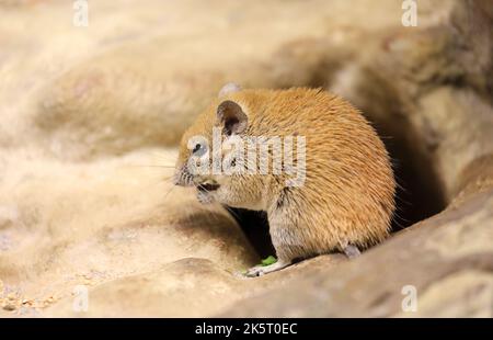 Acomys russatus, eine goldene Stachelmaus, aus dem Nahen Osten, die isst Stockfoto