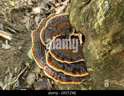 Form von Terrassenpilzen, die auf einem Baum in Jamaika wachsen Stockfoto