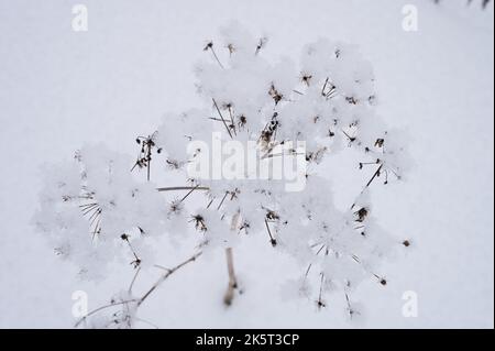Schneebedeckte Wintersaison in der Natur. Frischer, eisiger Schnee und Schneeflocken bedeckten Zweig von verwelkten Unkräutern Gras Regenschirm Pflanze am frostigen Wintertag vor Stockfoto