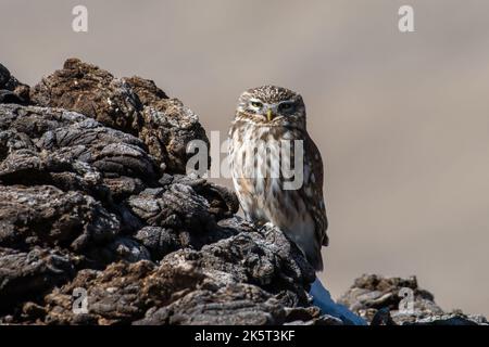 Die kleine Eule in der Nähe des Gurudongmar Sees in Sikkim, Indien Stockfoto