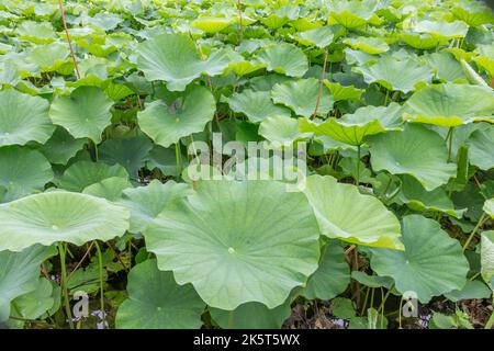 Lotuspflanzen im Lotusteich (hasu no ike), im Shinobazu Teich, Ueno, Tokio, Japan. Stockfoto