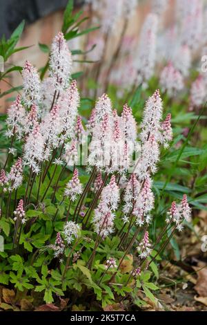 Tiarella 'Spring Symphony', Schaumblüte 'Spring Symphony', krautige Staude, Spitzen aus kleinen, cremig-weißen Blüten Stockfoto