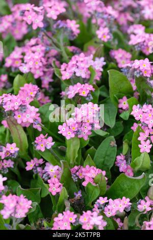 Myosotis sylvatica 'Rosylva' (Sylva-Serie), Forget-Me-Not 'Rosylva'. Zweijährige oder kurzlebige mehrjährige, kleine rosa Blüten weiße Mittelrippen bis zum Blütenblatt Stockfoto