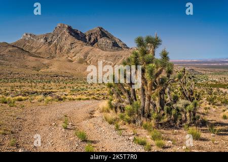 Joshua Trees, Feldweg in der Nähe des Joshua Tree Naturgebiets, Bulldog Knolls, Beaver Dam Mountains, Mojave Desert, Utah, USA Stockfoto