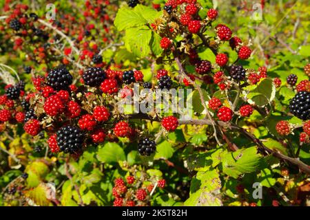 Porth Wen, Brickworks, Llanbadrig, Anglesey, Nordwales, Vereinigtes Königreich. Stockfoto