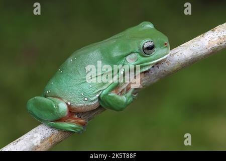 Australischer Grüner Baumfrosch, der auf einem Ast ruht Stockfoto