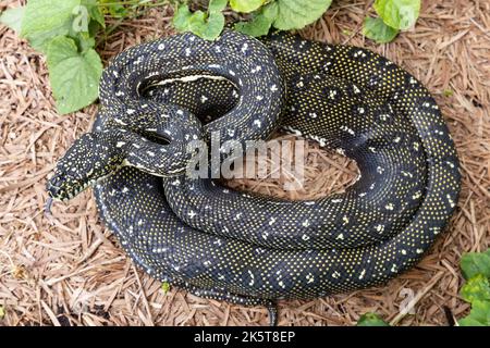 Australian Diamond Python; Morelia spilota spilota Stockfoto