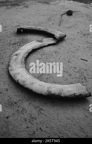 Gummireifen, Monochrom-Foto von Motorrad-Innenrohr-Gummi auf dem Boden in der Cikancung-Region - Indonesien gedumpt Stockfoto