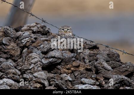 Die kleine Eule in der Nähe des Gurudongmar Sees in Sikkim, Indien Stockfoto