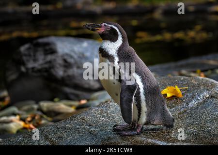Der Humboldt-Pinguin (Spheniscus humboldti) ist ein mittelgroßer Pinguin. Es lebt in Südamerika, seine Reichweite enthält vor allem den größten Teil der Küste Perus. Stockfoto