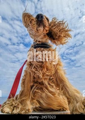 cocker Spaniel Hundeohren im Wind vertikal Stockfoto