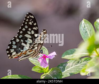 Ein Schmetterling aus Limette sitzt auf einer rosa Blume Stockfoto
