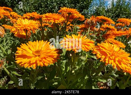 Nahaufnahme der orangefarbenen Calendula officinalis Topf Ringelblume Ringelblumen Blüte wächst im Sommer England GB Großbritannien Stockfoto