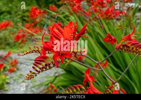 Nahaufnahme der roten Crocosmia Luzifer montbretia Iridaceae Blumen Blüte im Sommer im Grenzgebiet wächst England Vereinigtes Königreich GB Großbritannien Stockfoto