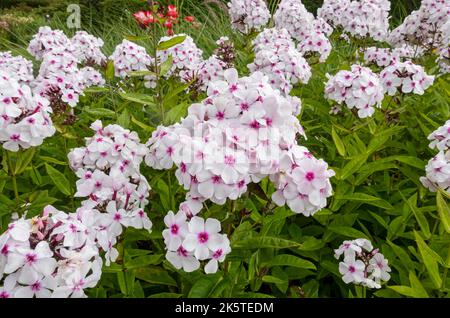 Nahaufnahme von rosa und weißen Phlox paniculata Blumen blühende Pflanzen wachsen im Sommer in der Grenze England Vereinigtes Königreich GB Großbritannien Stockfoto