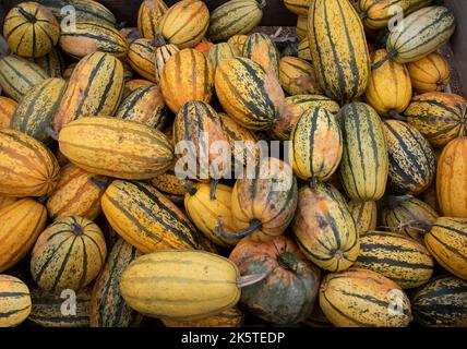 Delicata Squash frisch von einem Bauernmarkt an einem kühlen Herbsttag in Kanada Stockfoto