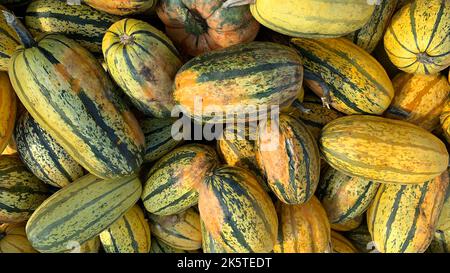 Delicata Squash frisch von einem Bauernmarkt an einem kühlen Herbsttag in Kanada Stockfoto