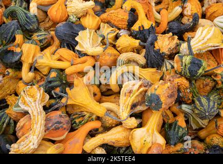 Kleine verschiedene Arten von Kürbissen frisch von einem Bauernmarkt an einem kühlen Herbsttag in Kanada Stockfoto