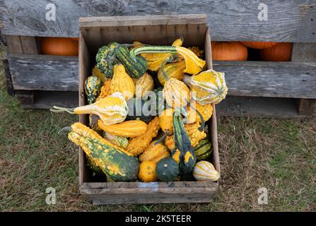 Kleine verschiedene Arten von Kürbissen frisch von einem Bauernmarkt an einem kühlen Herbsttag in Kanada Stockfoto