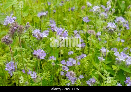 Nahaufnahme von violetten Phacelia tanacetifolia Blumen Blume blühende Pflanzen Pflanzen wachsen im Sommer in der Grenze England Vereinigtes Königreich Großbritannien Stockfoto