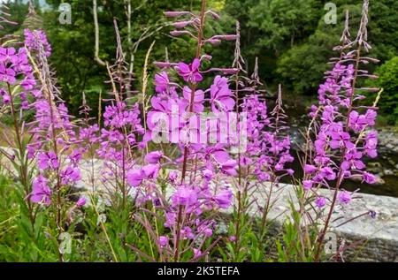 Nahaufnahme der rosa Rosebay Weidenkräuter chamaenerion angustifolium Blumen Blüte wächst im Sommer England UK Vereinigtes Königreich GB Großbritannien Stockfoto