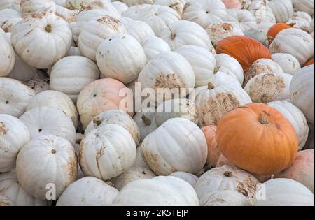 Wunderschöne geisterhaft weiße Kürbisse vom Bauernmarkt im Herbst auf dem Display in Manotick, Kanada Stockfoto