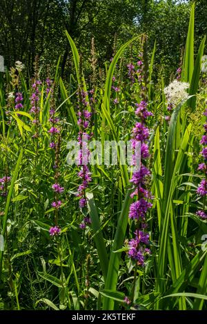 Nahaufnahme von weißen Mädesüß Filipendula ulmaria und lila loosestrife Lythrum salicaria Wildblumen wachsen in sumpfigen Bereich Sumpfgebiet Sommer Großbritannien Stockfoto