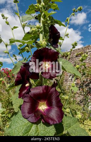 Nahaufnahme von alcea rosea dunkelrote Hollyhock-Pflanze Blumenblumen Blütenkopf wächst in einer Grenze im Sommer England Großbritannien GB Großbritannien Großbritannien Stockfoto