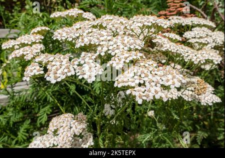 Nahaufnahme von Schafgarben-weißen achillea millefolium asteraceae-Pflanzen, die Blumen wachsen, die im Sommer in einer Gartengrenze blühen England GB Großbritannien Stockfoto