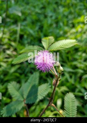 Eine Nahaufnahme einer Schampflanze oder einer Touch-Me-Not-Pflanze im Feld, Stockfoto