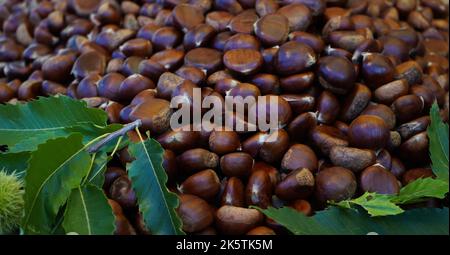 Blick von oben Haufen von Kastanien. Haufen von reifen Kastanien für den Hintergrund der Nahrung. Stockfoto