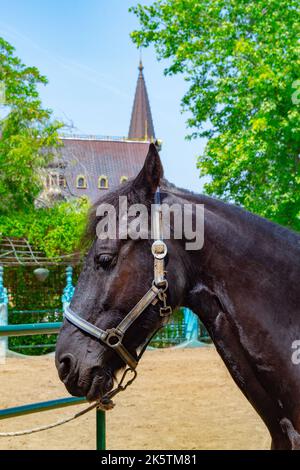 Porträt des Pferdes. Pferdekopf auf dem Bauernhof Stockfoto