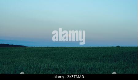 Die Landschaft der Natur, am frühen Morgen, wenn der Mond am Horizont nach dem Erntefeld untergeht. Unter blauem Himmel. Sommerlandschaft Stockfoto