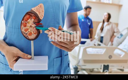 Urologie und Behandlung von Nierenerkrankungen. Anatomisches Modell der menschlichen Niere in den Händen eines Urologen-Arztes, der auf der medizinischen Station der Urologischen Abteilung steht Stockfoto