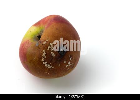 Alter fauler Apfel mit schimmeligen isoliert auf weißem Hintergrund, verfaulende Äpfel, Verfall und Lebensmittelabfall Konzept Stockfoto