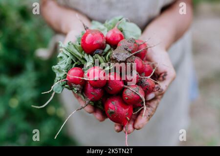 Nahaufnahme einer älteren Frau, die ein rotes Rettichbündel in ihrem Garten hält. Stockfoto