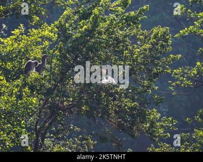 Zwei gelbgekrönte Nachtreiher Vögel, die nachts auf grünen Bäumen im Park stehen Stockfoto