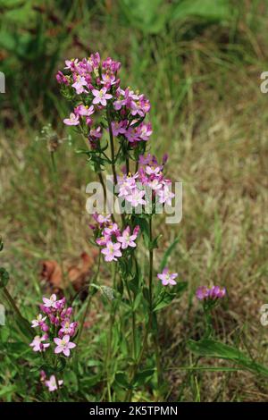 Rosa Zentaury, Centaurium erythraea, Blüten in Büscheln auf Heide mit einem verschwommenen Hintergrund von Gras. Stockfoto