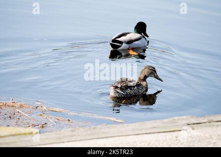 Stockenten-Paar schwimmt im Wasser an einem Bootssteg Stockfoto