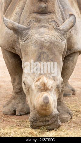 nashorn frisst Gras in einem Tierreservat Stockfoto