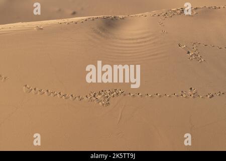 Tierspuren auf den Sanddünen im Al Marmoom Wüstenschutzgebiet in Al Qudra in Dubai, Vereinigte Arabische Emirate. Stockfoto